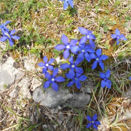 Tiarno di Sopra B&B Ai Pini מראה חיצוני תמונה